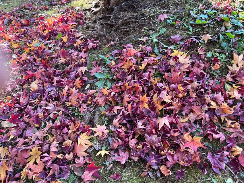 8紅葉のじゅうたん.jpg