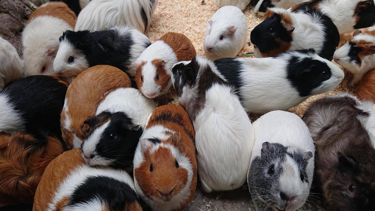 モルモットお名前紹介シリーズ⑬|なかよしタイムズ｜ブログ|野毛山