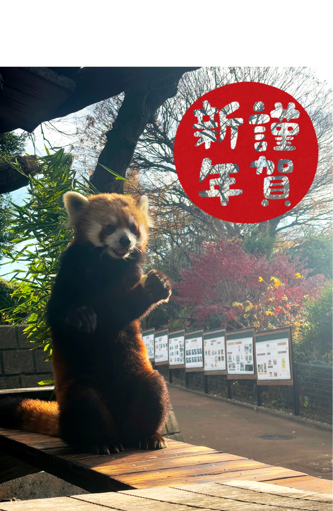 イチゴの年末年始の写真
