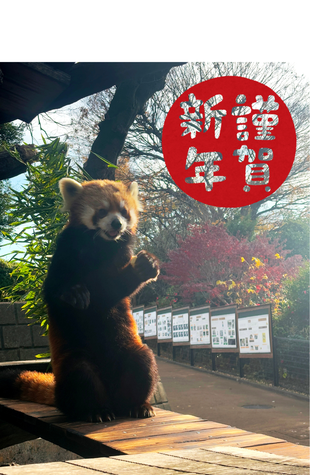 イチゴの年末年始