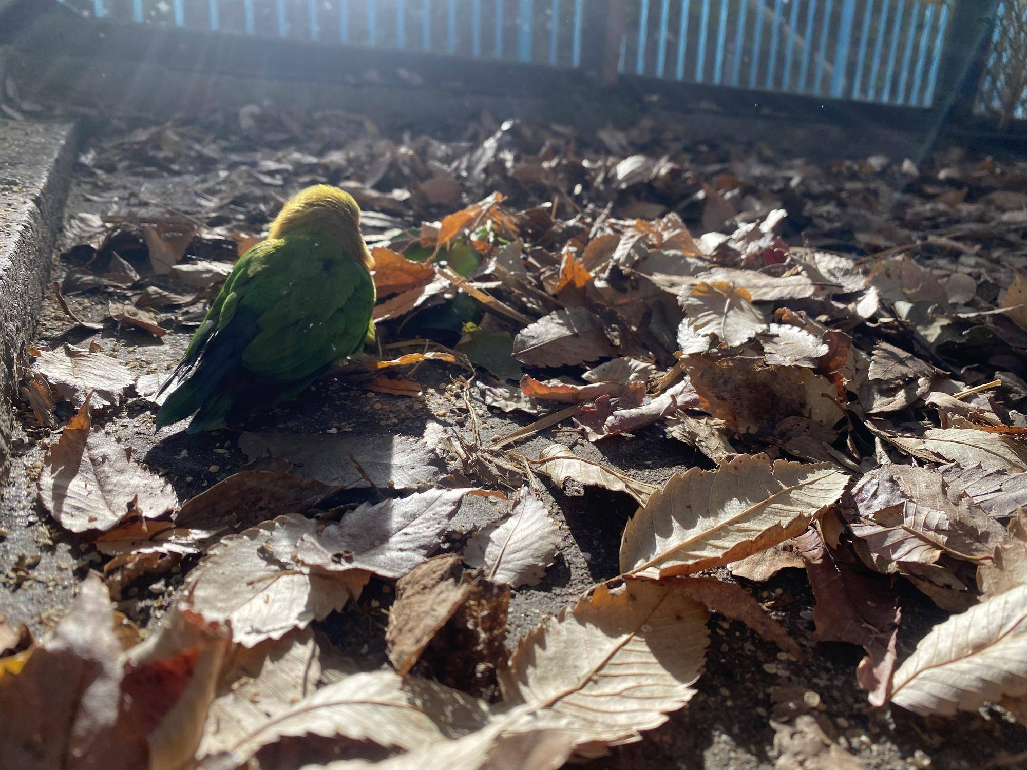 おじい ありがとうの写真
