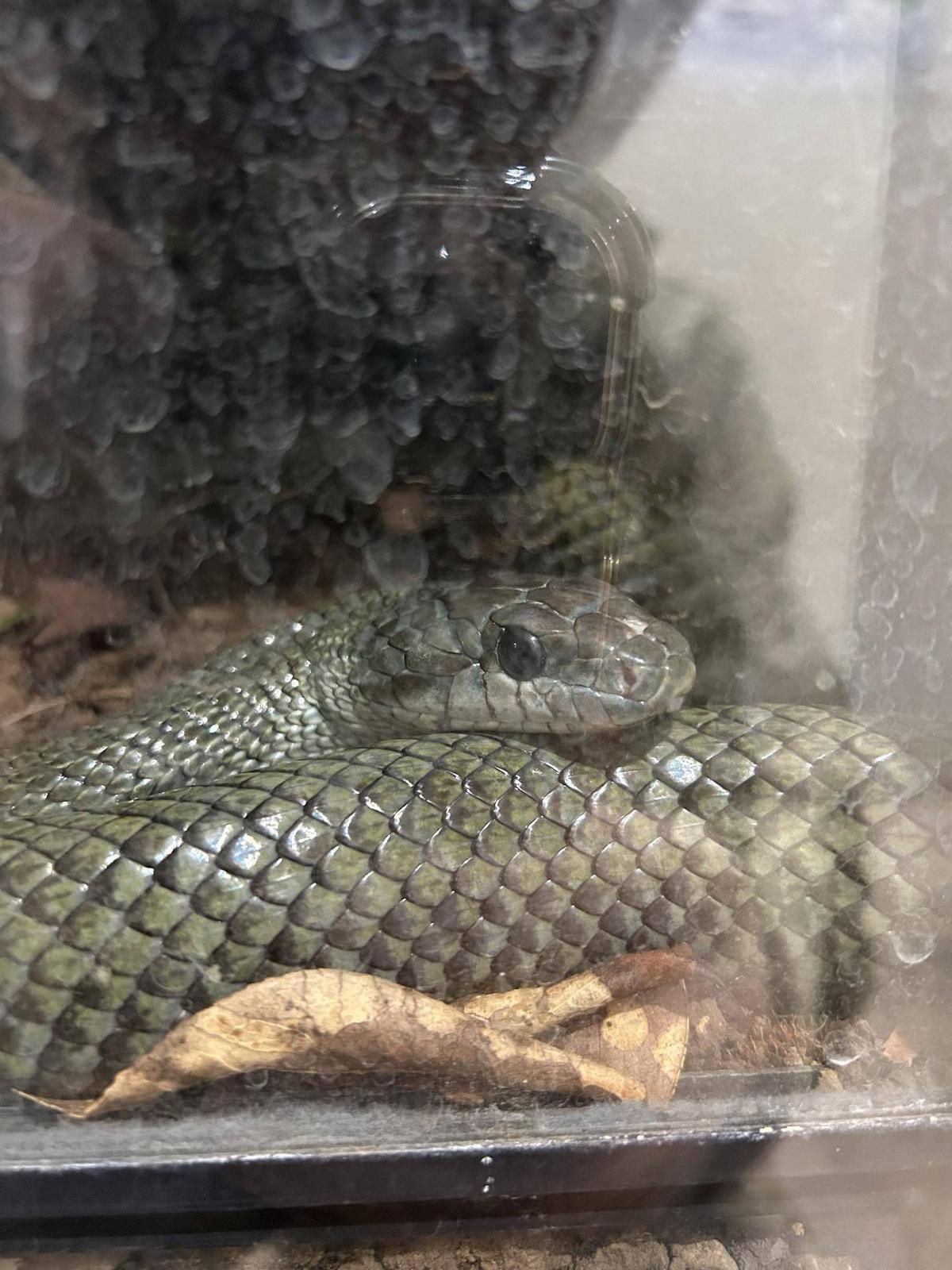 2025年ヘビ年と日本産ヘビ展②|動物トピックス｜ブログ|野毛山動物園