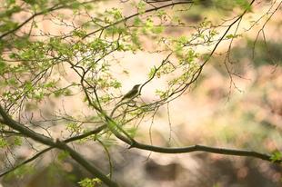 野毛山動物園で見られる生きもの⑤