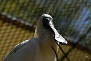 君たちはどうヘラになるか　②