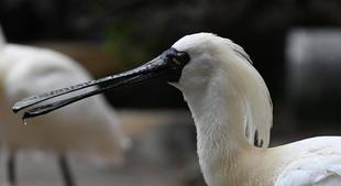 君たちはどうヘラになるか　③