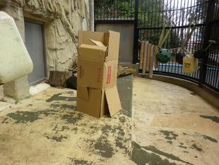 段ボールは座布団になる？