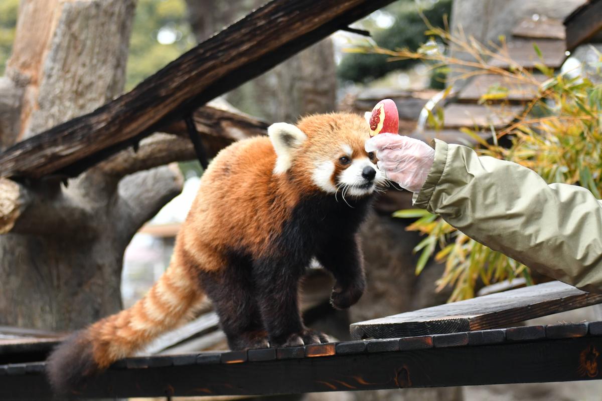 節分デコリンゴ！|動物トピックス｜ブログ|野毛山動物園公式サイト