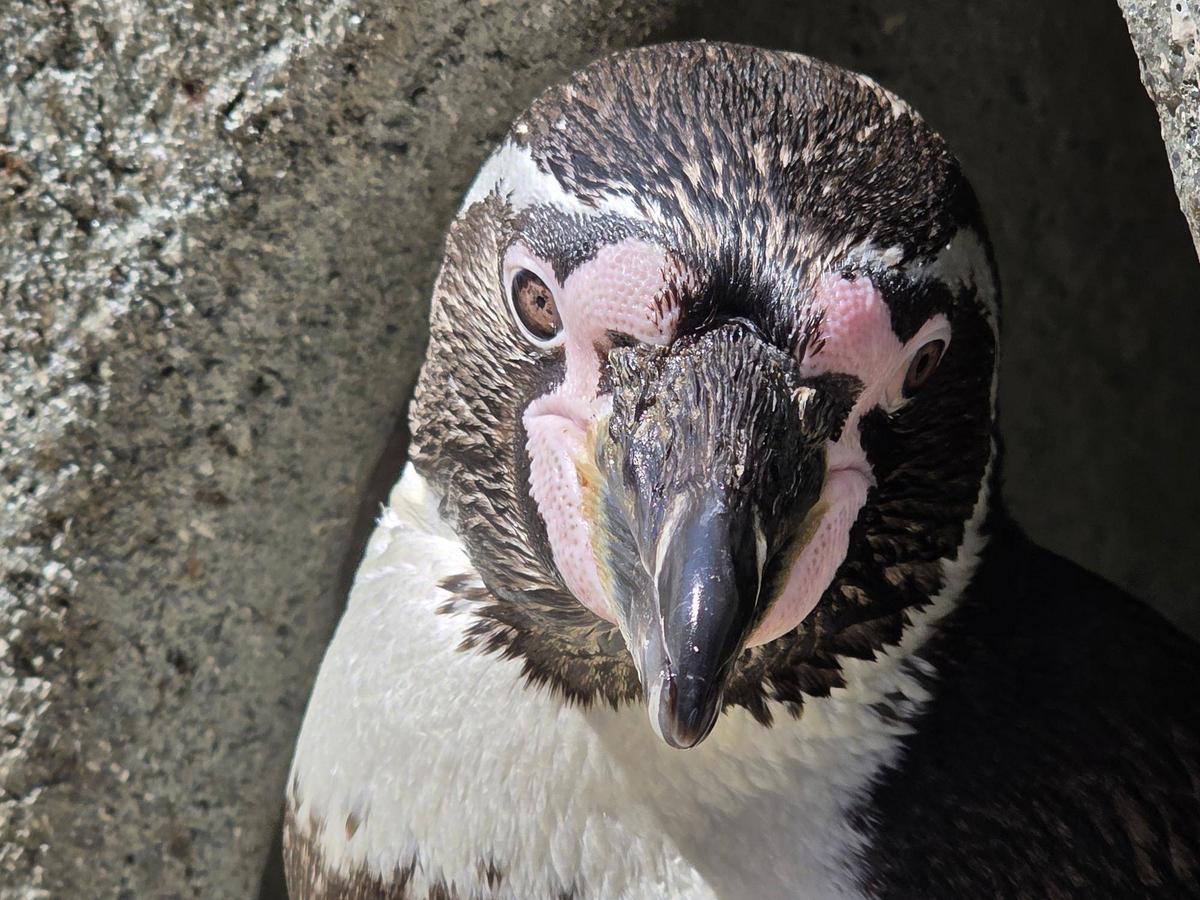 帰ってきたフンボルトペンギン達|動物トピックス｜ブログ|野毛山動物園