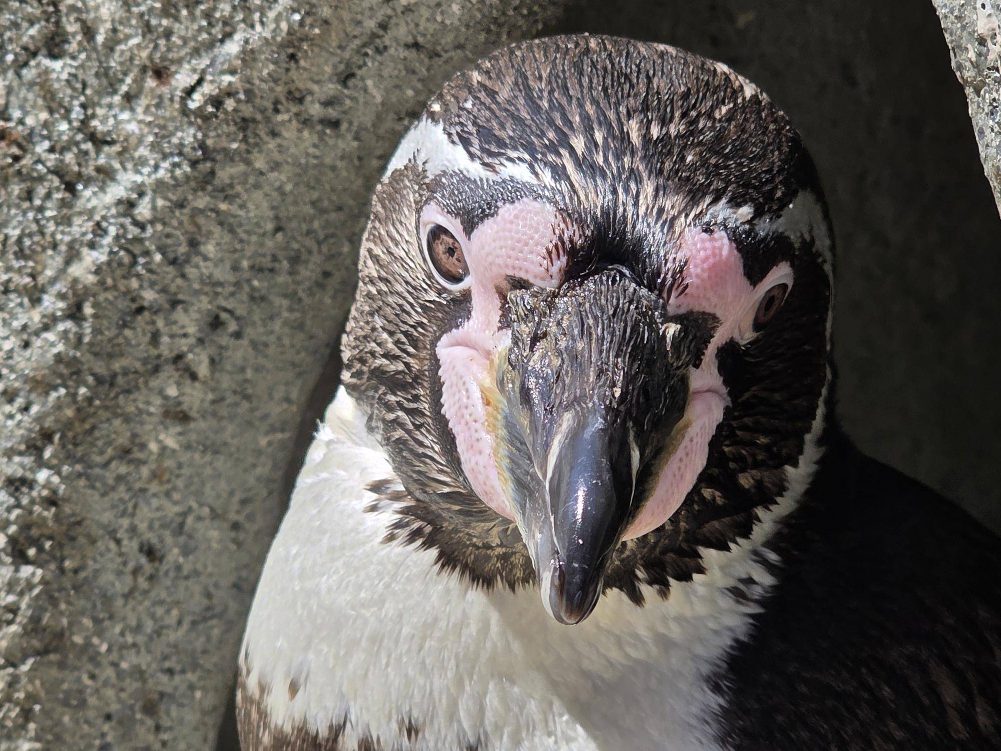 帰ってきたフンボルトペンギン達の写真