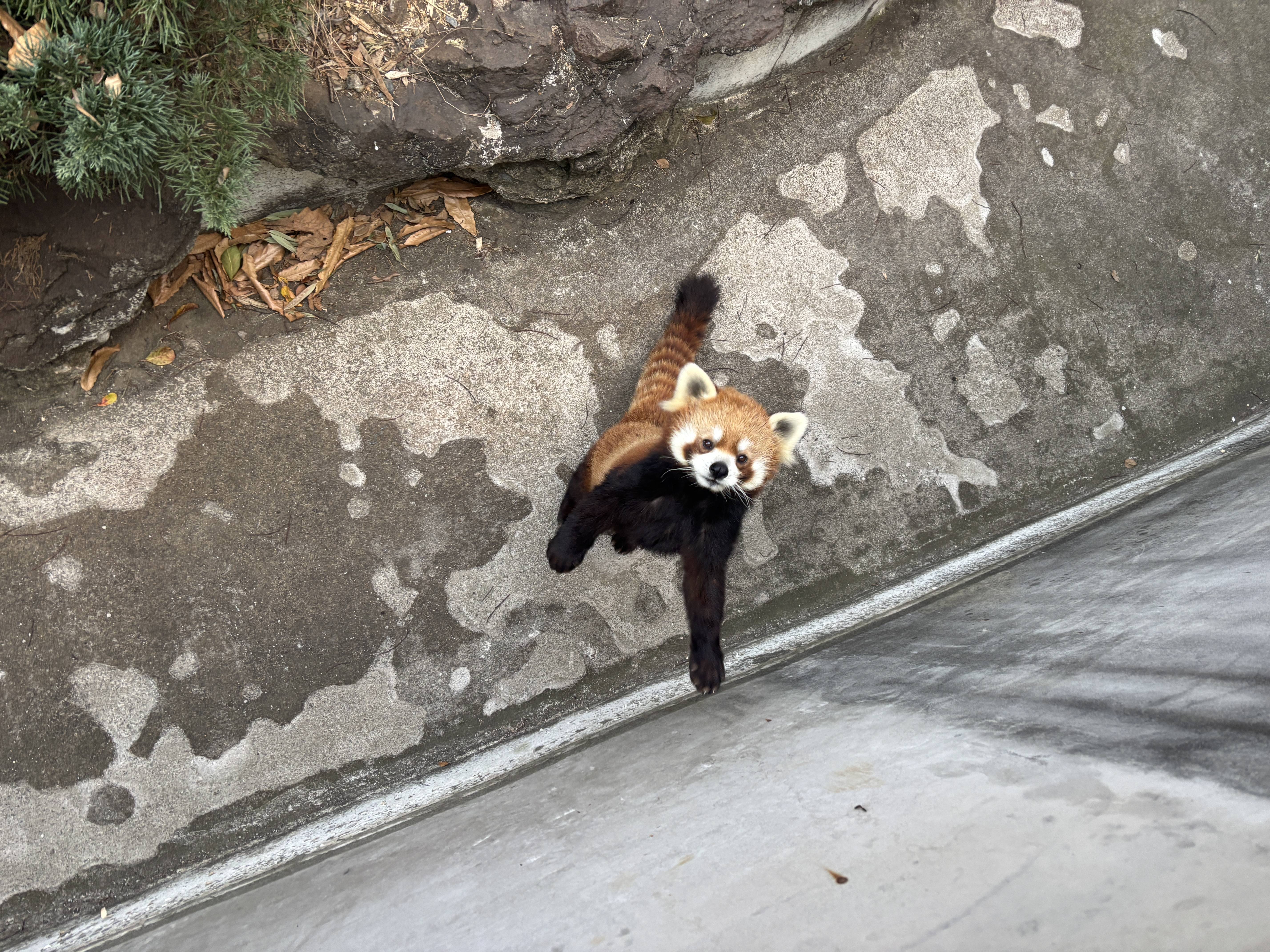 イチゴの近況の写真