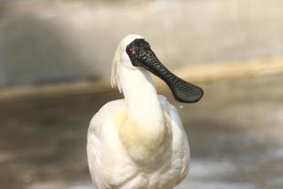 君たちはどうヘラになるか ⑤