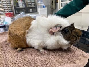 モルよりつくられし石の話②