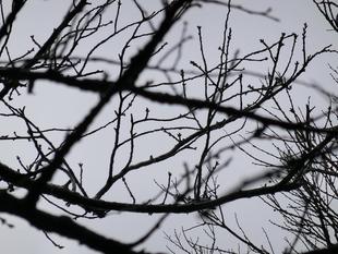 野毛山動物園 桜開花情報2025  始めまーす!