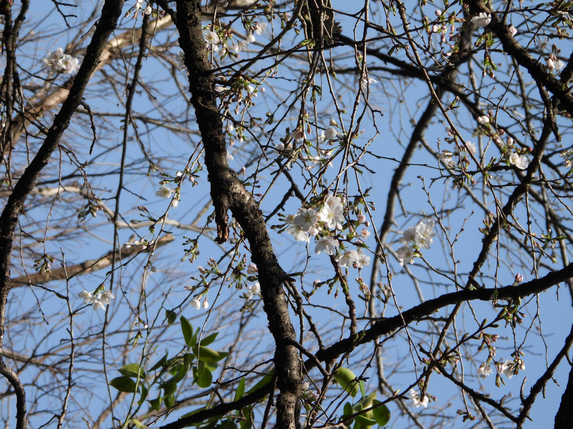 #野毛山動物園 桜開花情報2025 その②の写真