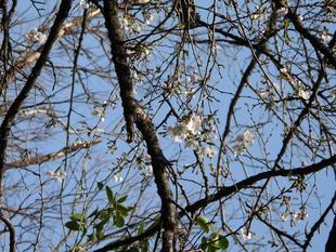 #野毛山動物園 桜開花情報2025 その②