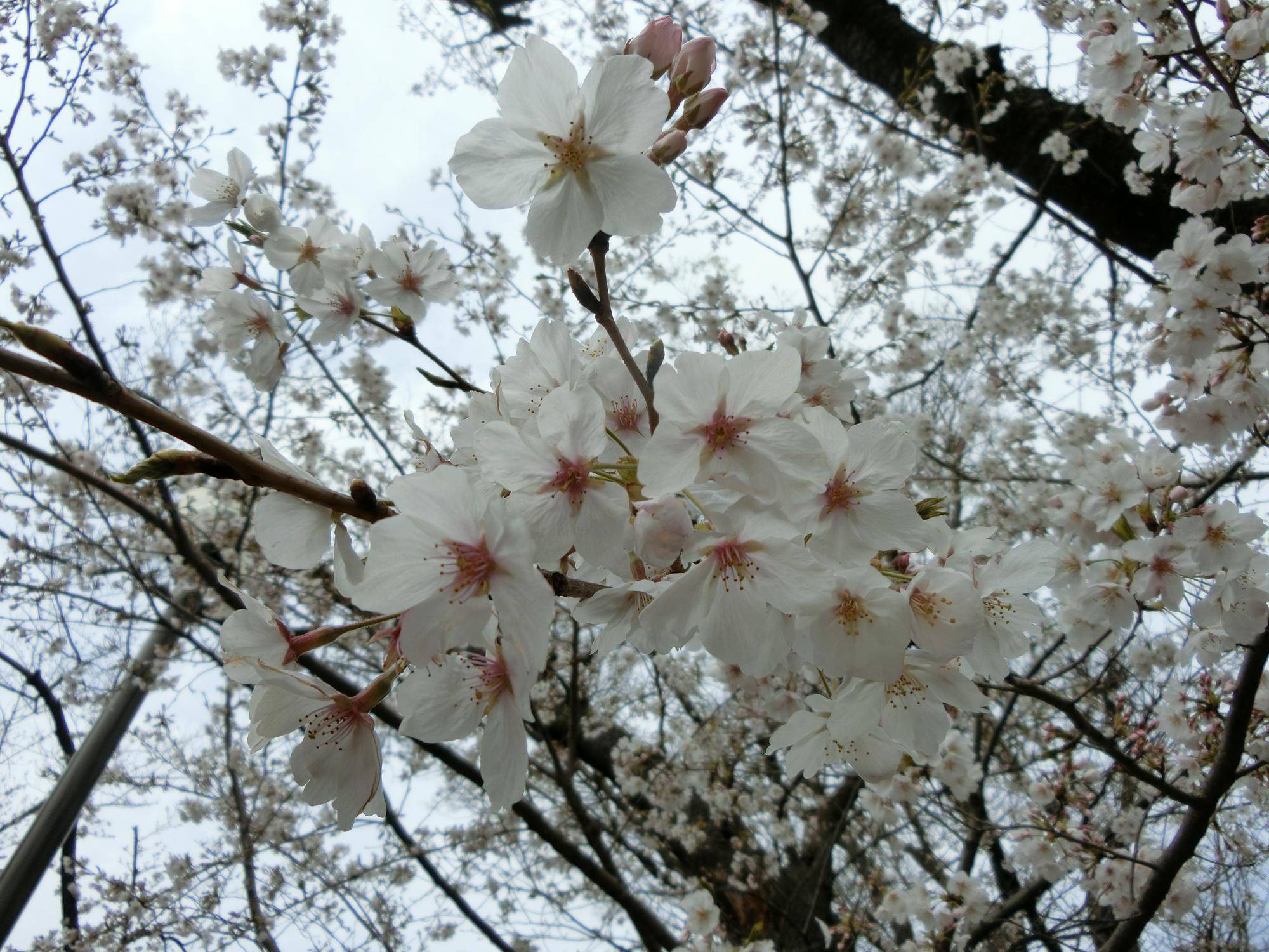 #野毛山動物園 桜開花情報2025 その③の写真