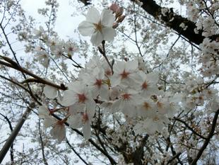 #野毛山動物園 桜開花情報2025 その③