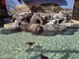 ペンギン展示場リニューアル!!!