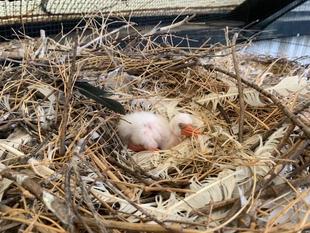 君たちはどうヘラになるか ⑦