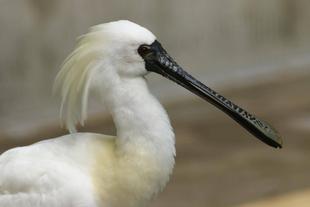 君たちはどうヘラになるか ⑥