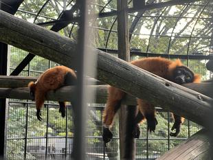 アカエリマキキツネザルの一年①