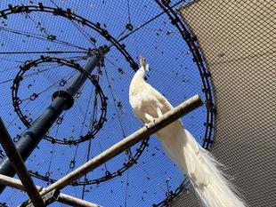 クジャクの引っ越し大作戦