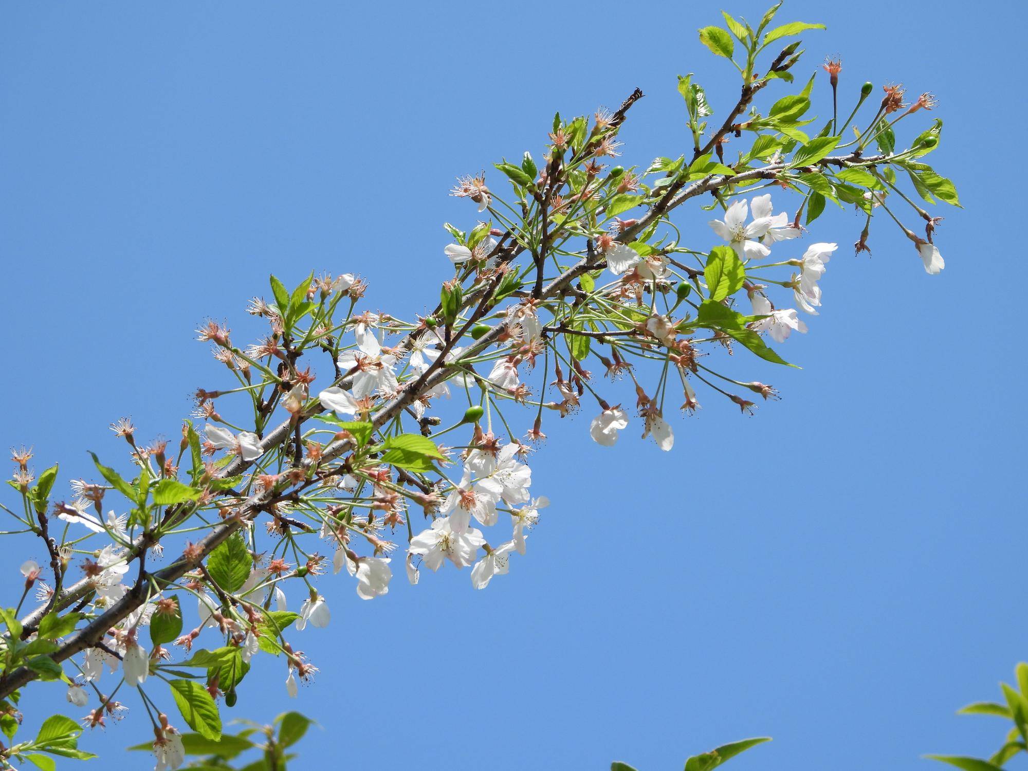 #野毛山動物園 桜開花情報2025 その⑥の写真