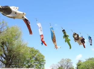 「のげのぼり」の季節がやってきた