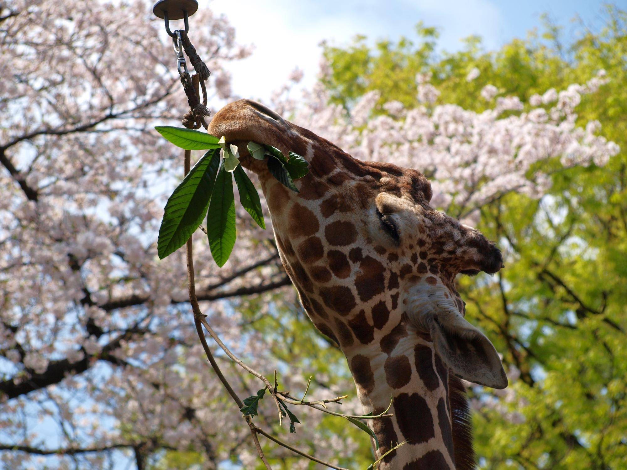 【あみあみ&しましま便】桜と...の写真