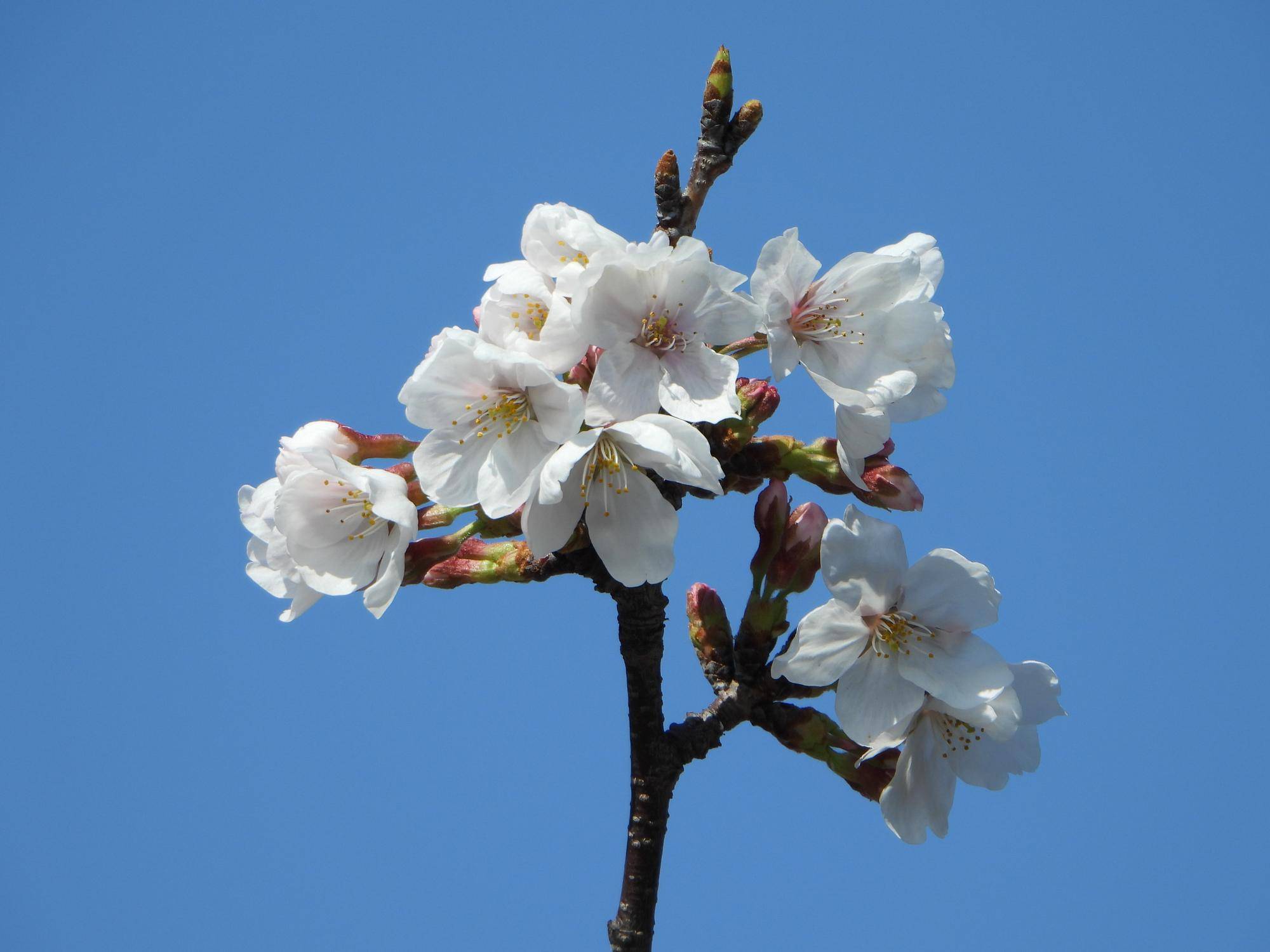 #野毛山動物園 桜開花情報2025 その④の写真