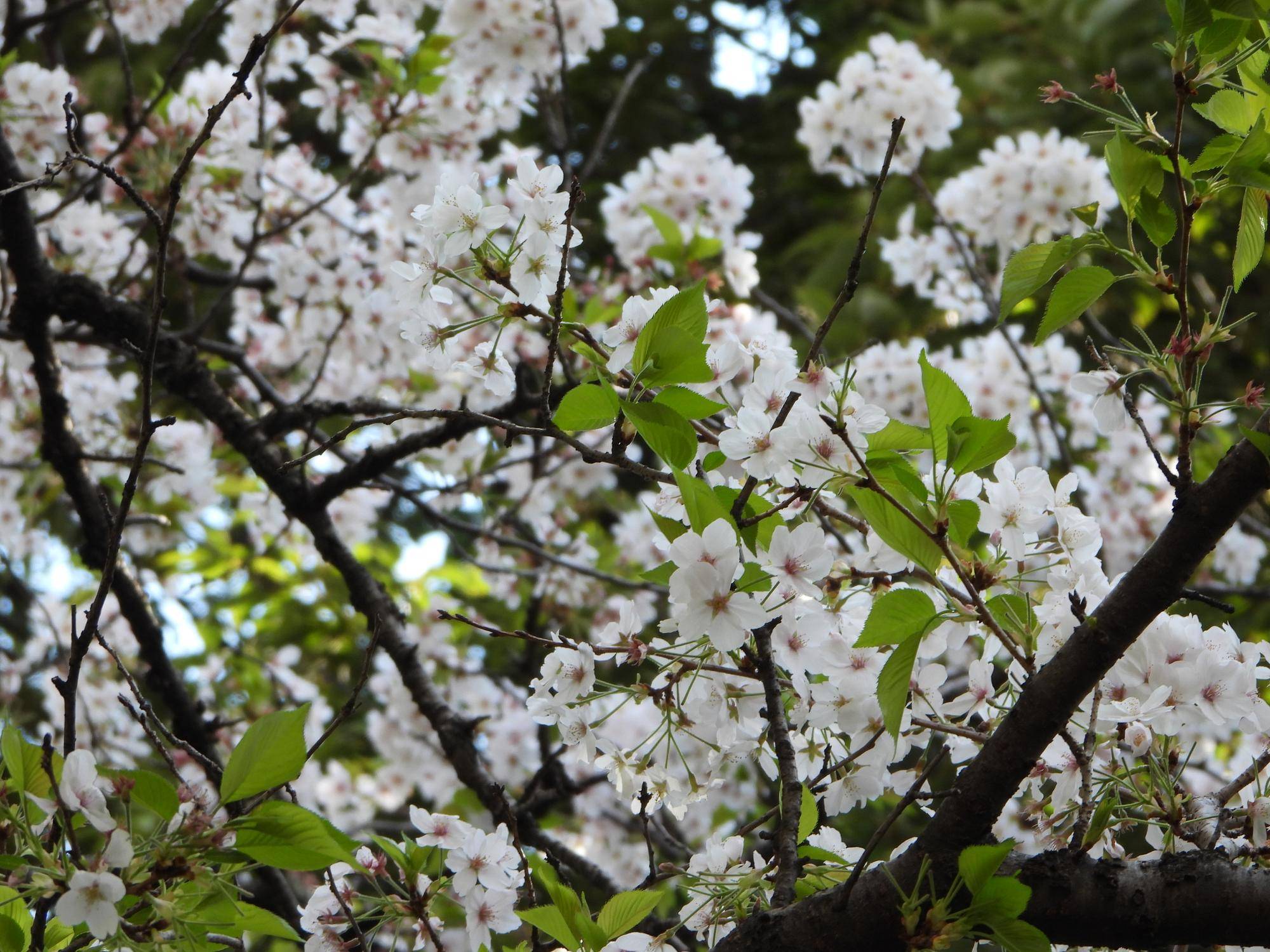 #野毛山動物園 桜開花情報2025 その⑤の写真