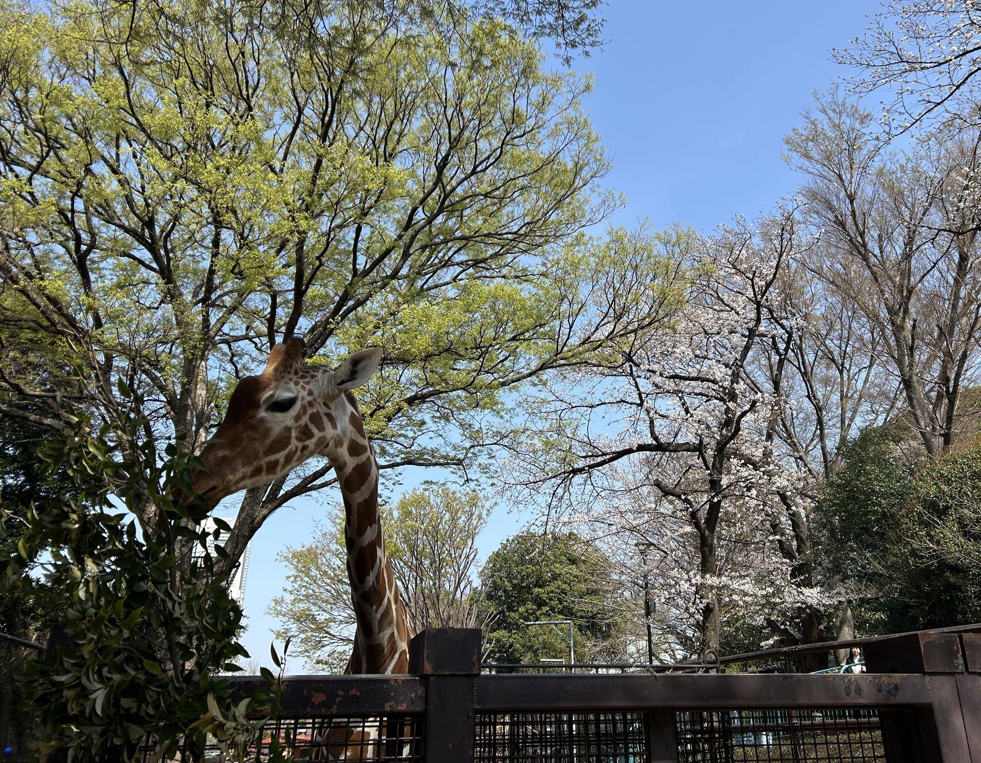 【あみあみ便】 春は...の写真