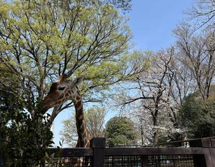 【あみあみ便】 春は...