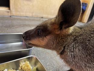 おかえり!オグロワラビー!