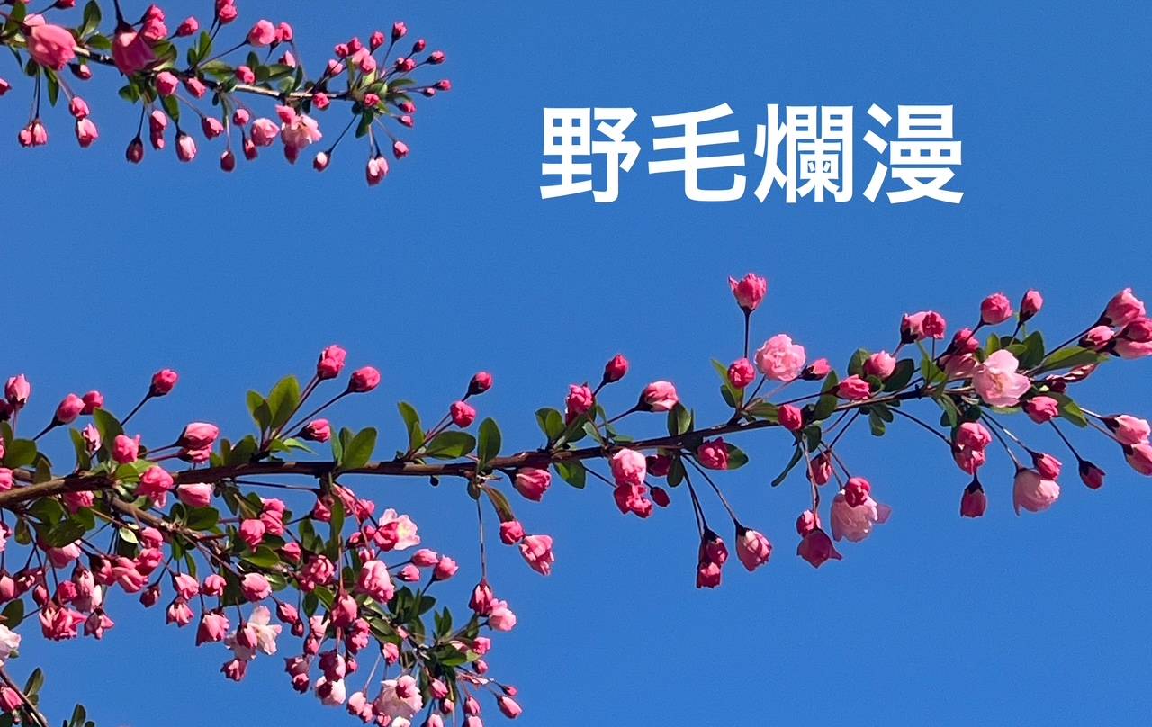 【野毛山公園の花だより 今の様子】の写真