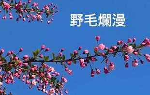 【野毛山公園の花だより　今の様子】
