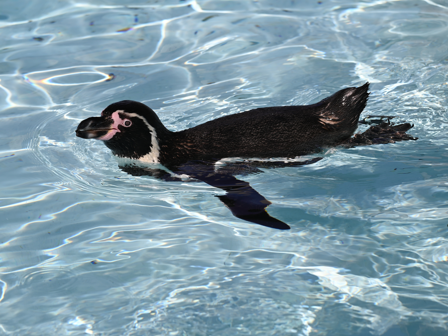 【フンボルトペンギン】どうぶつガイドの写真