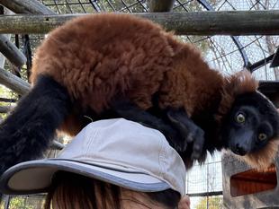 アカエリマキキツネザルの一年②