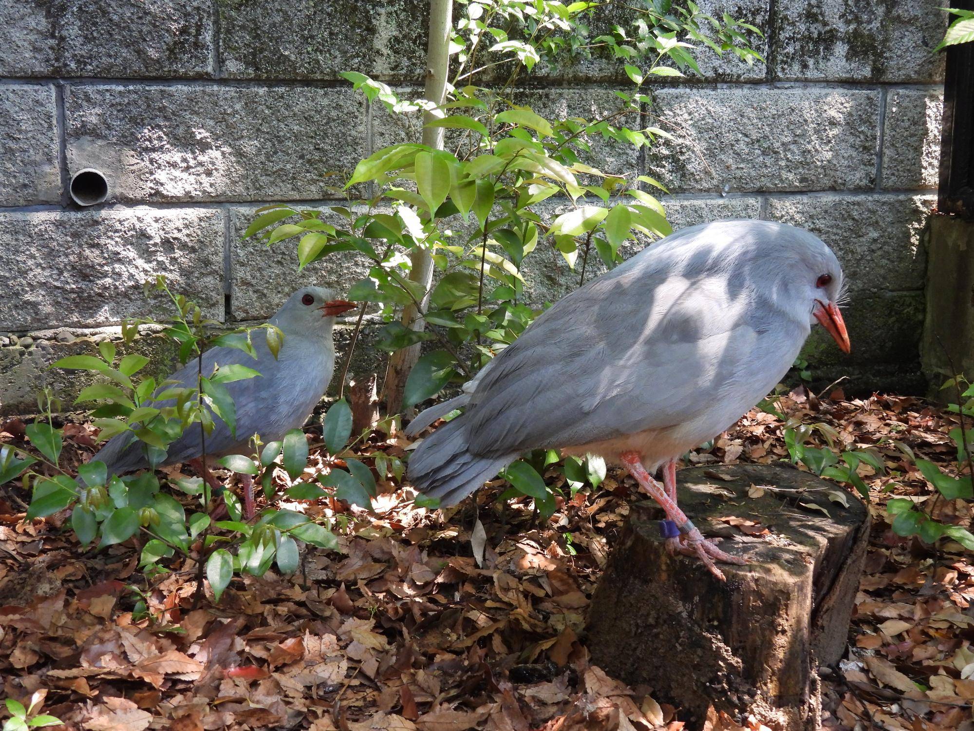 ミドリン、ムラリンがカグー舎に帰ってきた!の写真