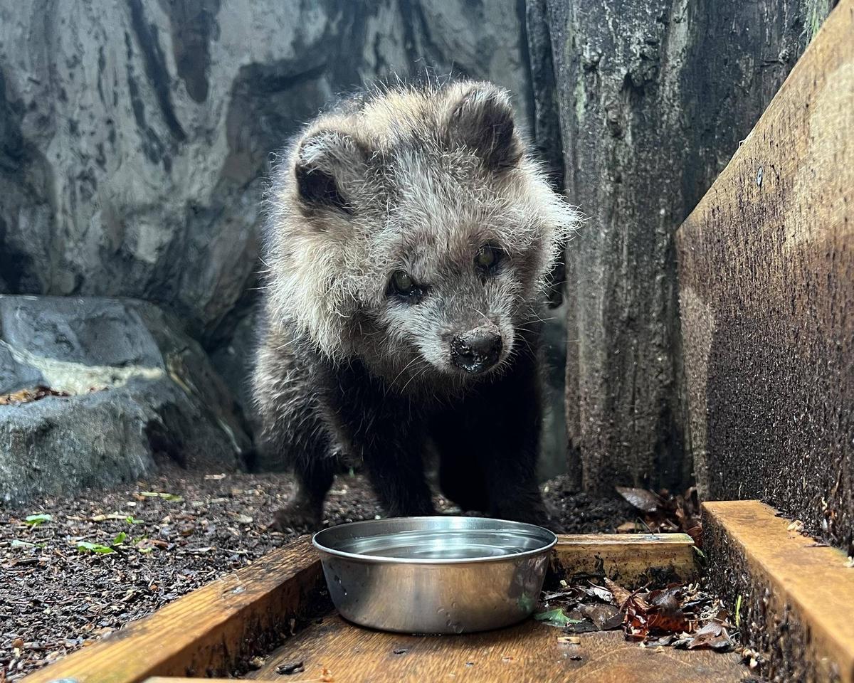 ご長寿タヌキ カナについて|動物トピックス｜ブログ|野毛山動物園公式