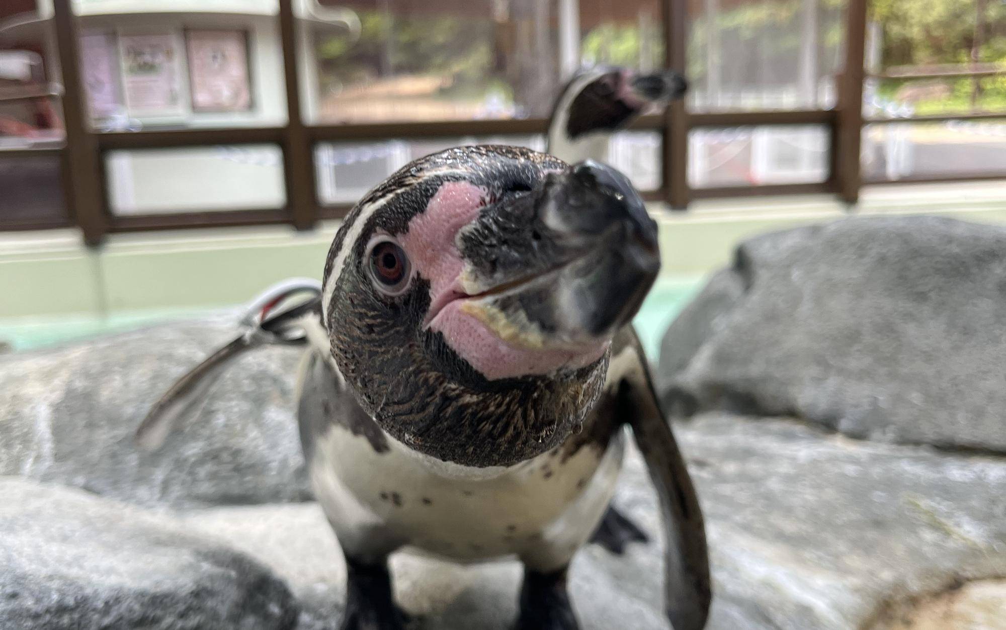 ペンギン達の最近の写真