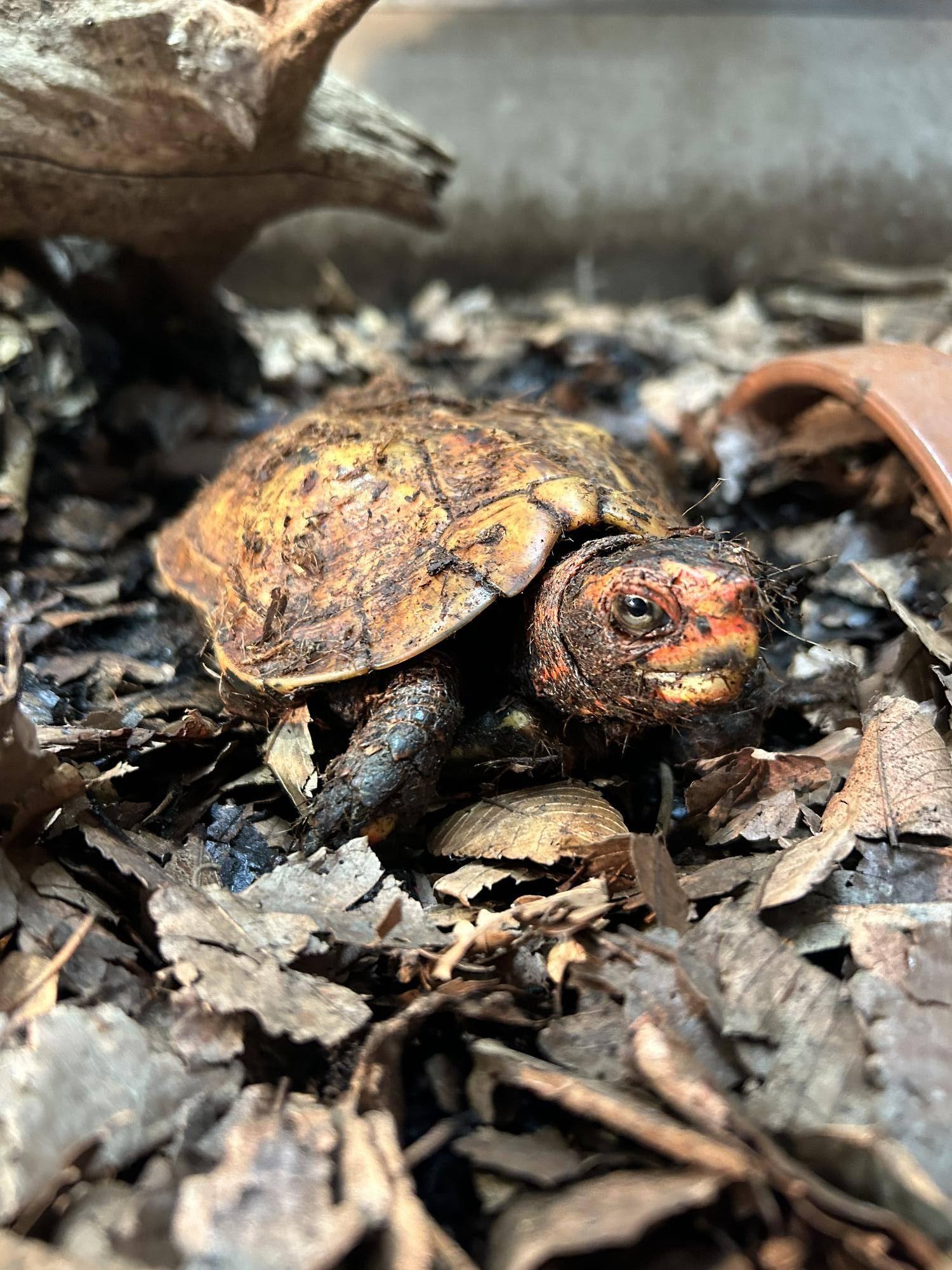 リュウキュウヤマガメはいつもここにいますの写真
