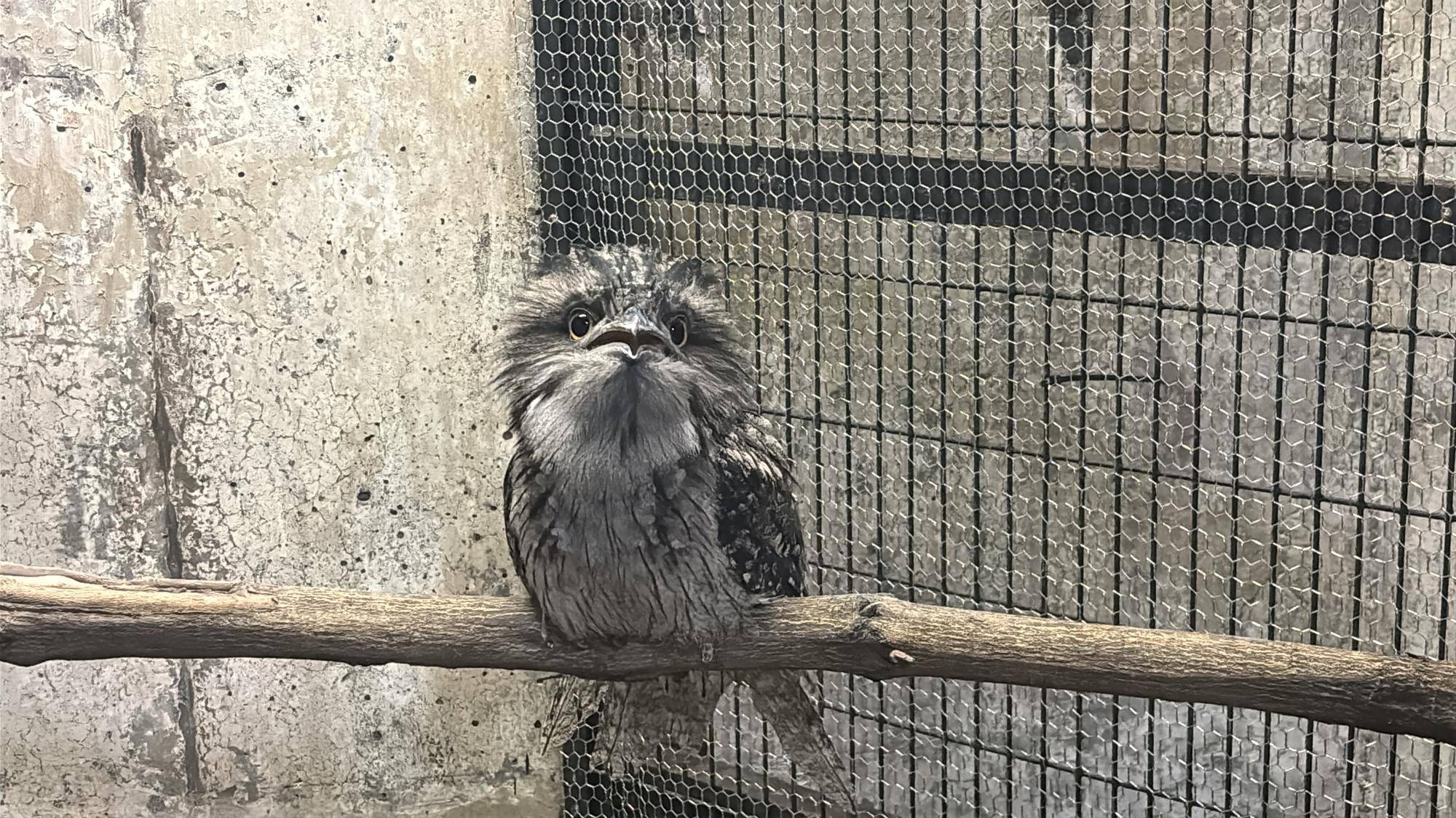 体重計りました~オーストラリアガマグチヨタカ編の写真