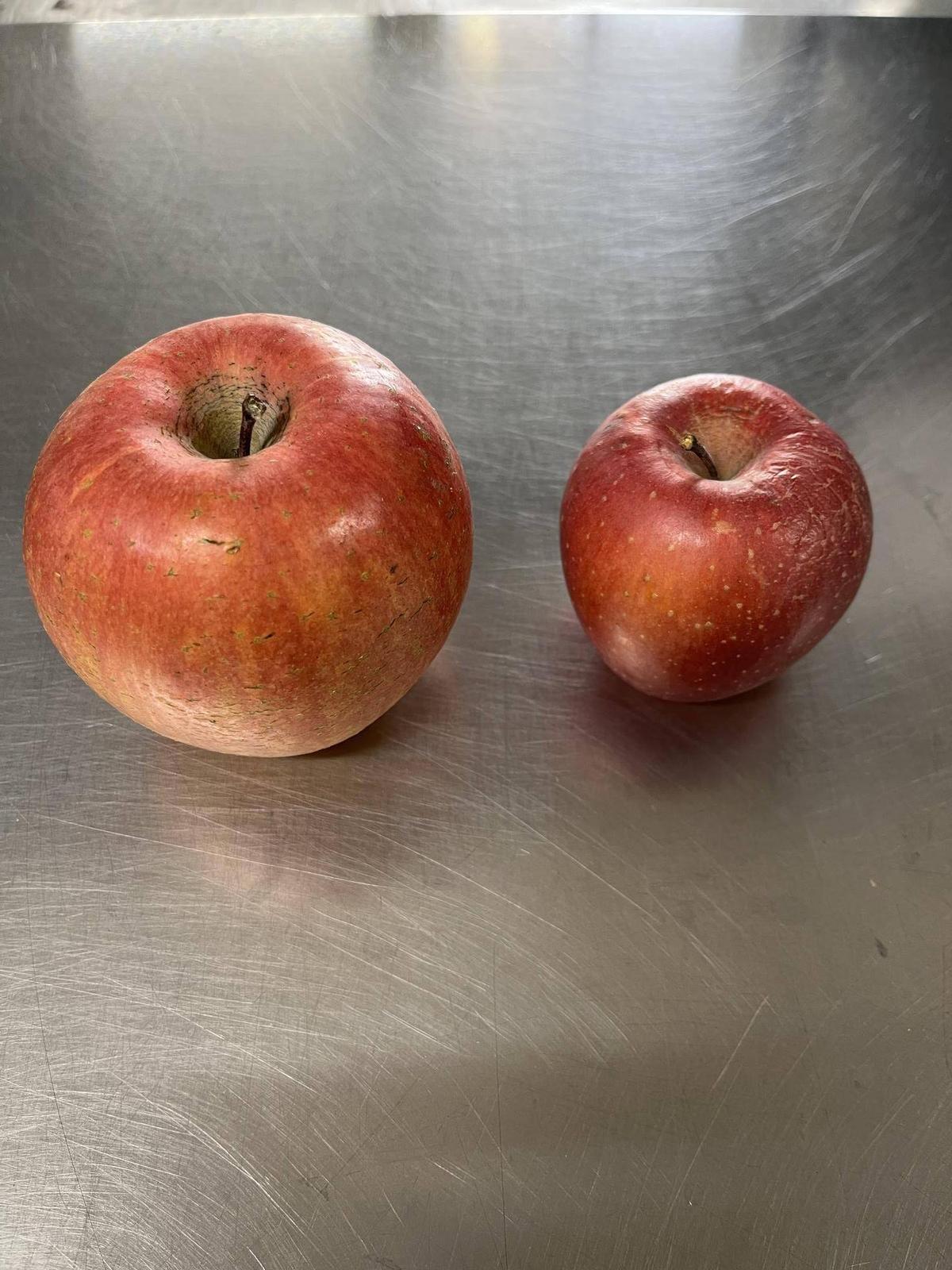 リンゴ様確認 ツルに注目!? 甘いリンゴを一目で見分けるには？