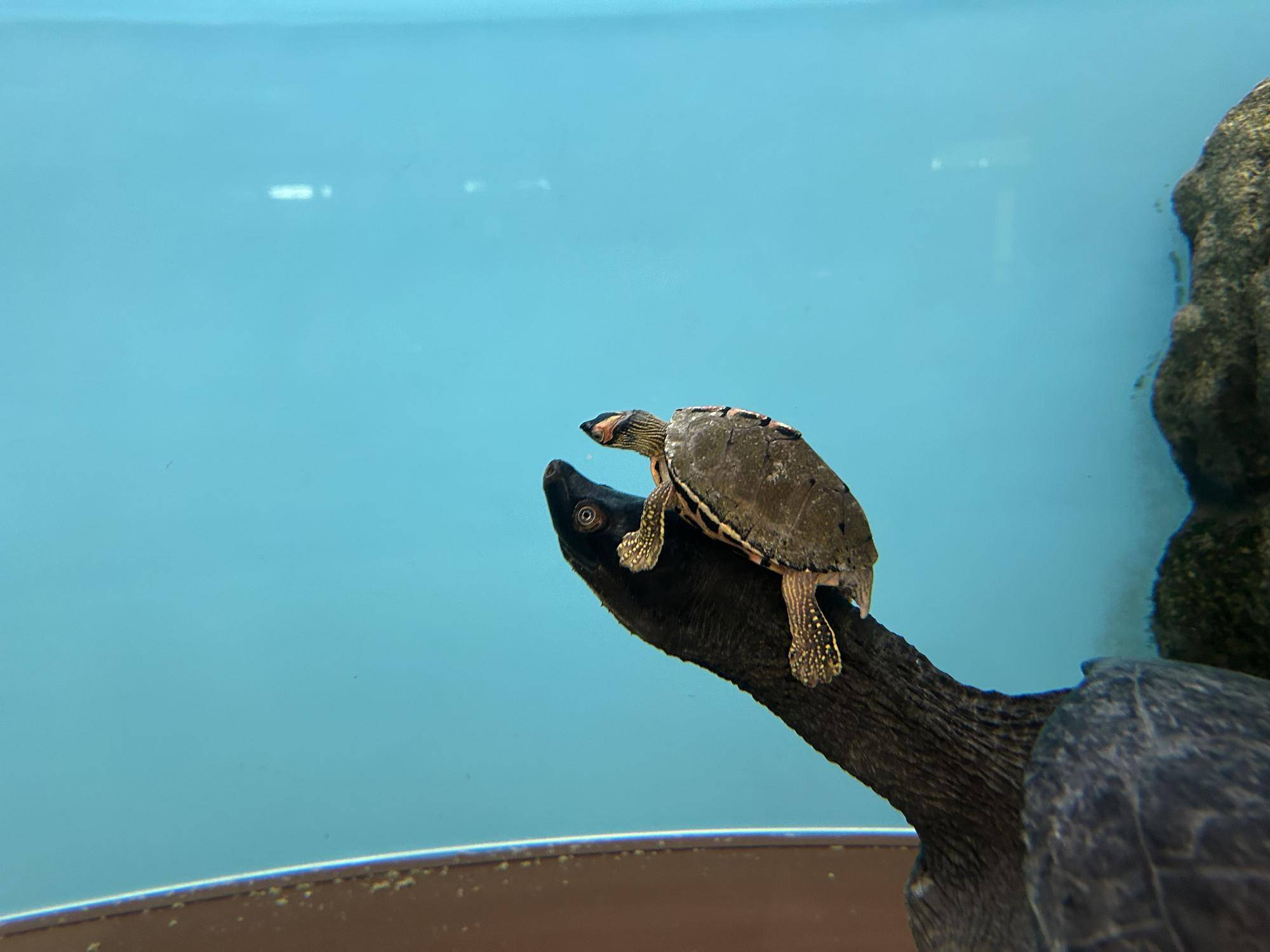 はじめまして これからよろしくねの写真