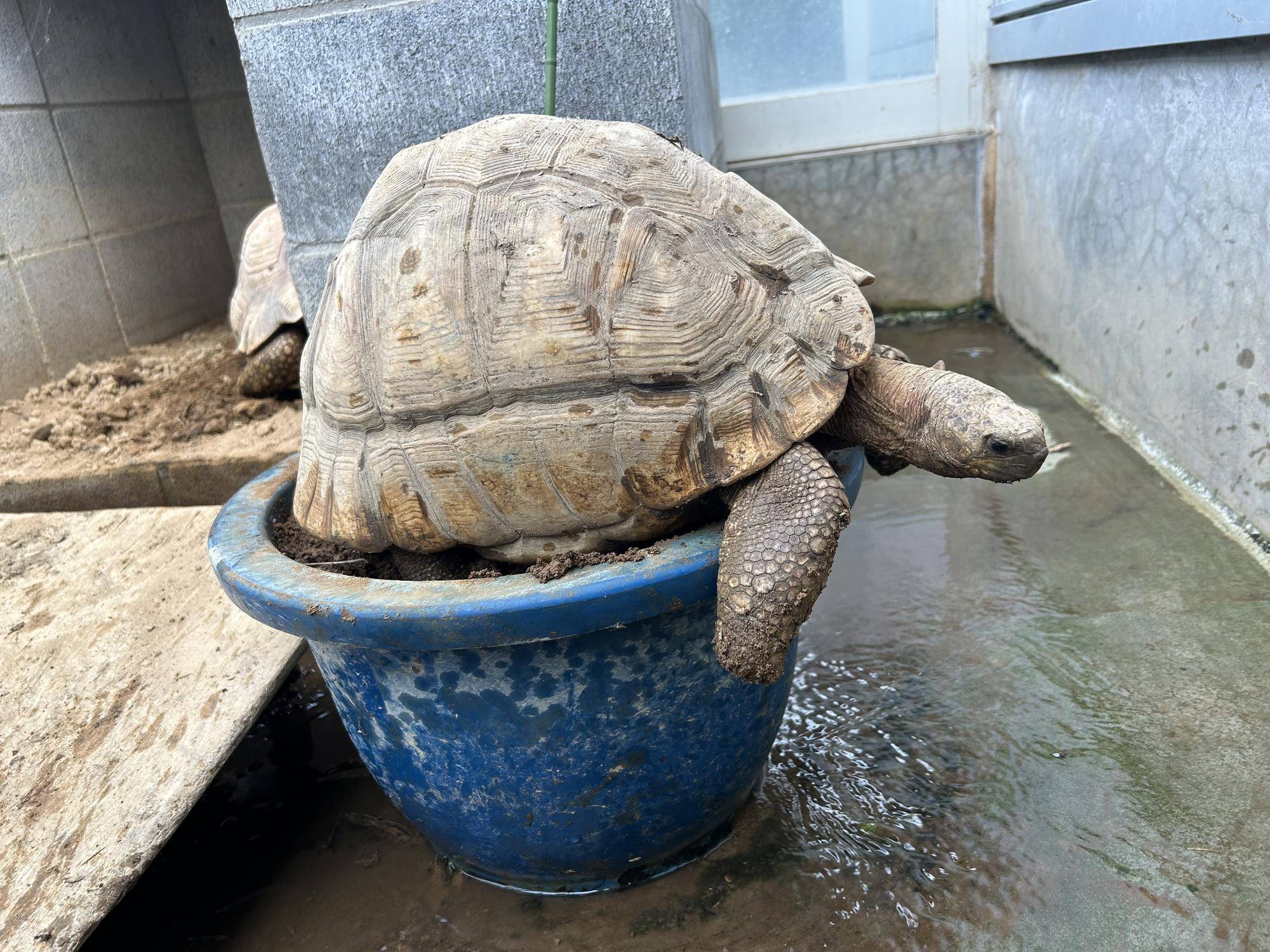 アクティブなヘサキリクガメの写真