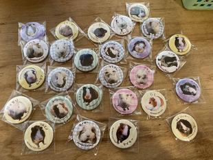 モルモットのお名前紹介シリーズ⑲