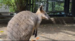 さらば雑草&落ち葉たちよ