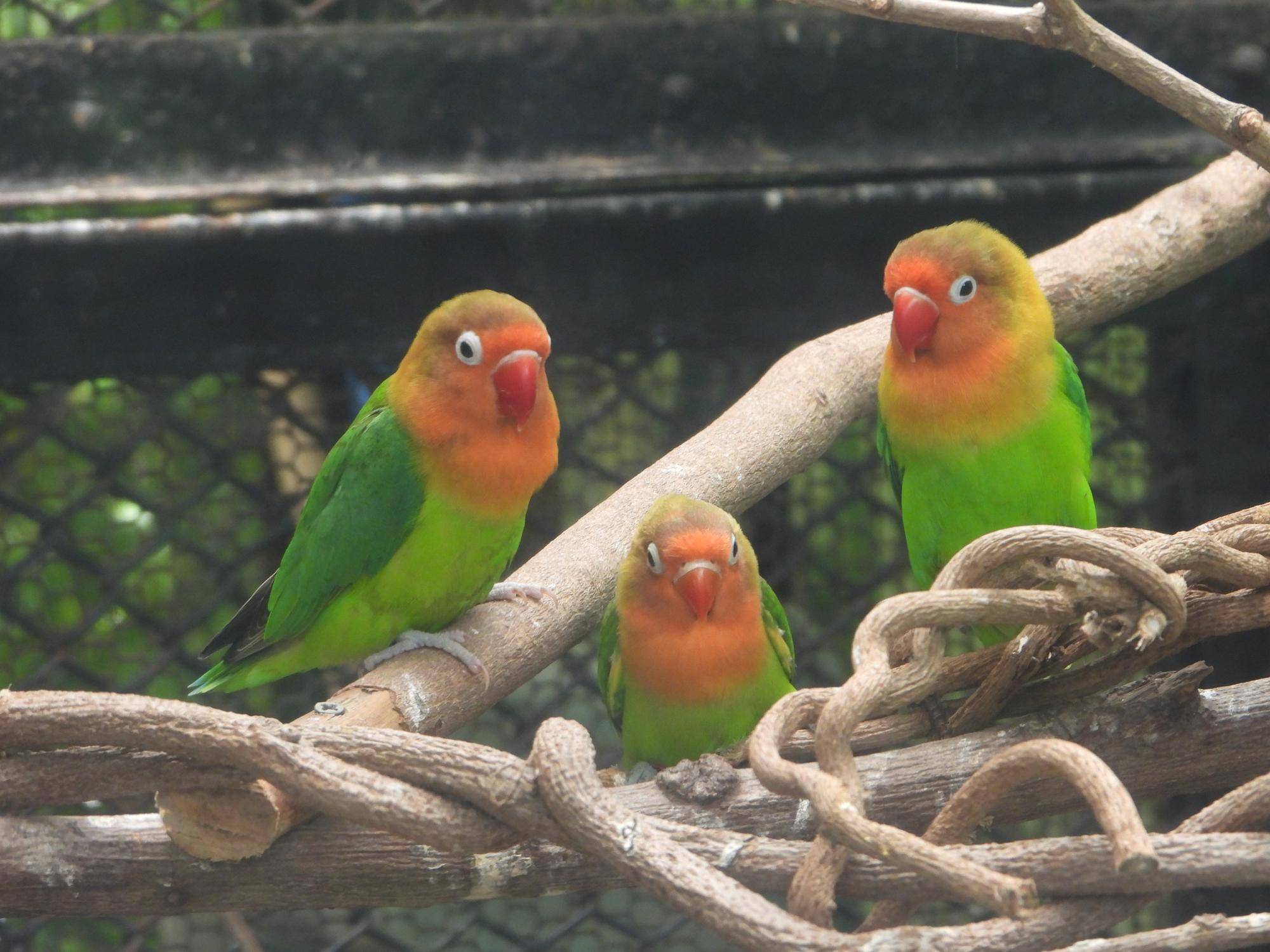 オウム・インコの日の写真