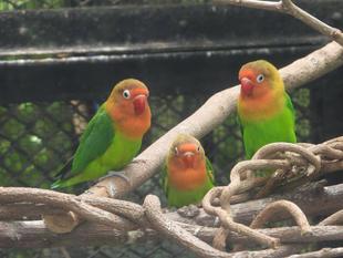 オウム・インコの日